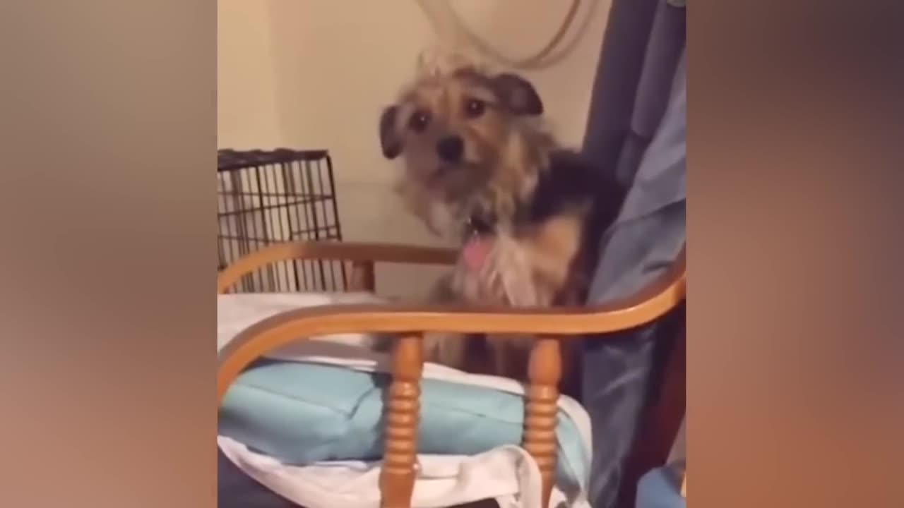 Best Funny Animal Videos Of The 2022 🤣 - Funniest Cats And Dogs Videos 😺😍 (60)