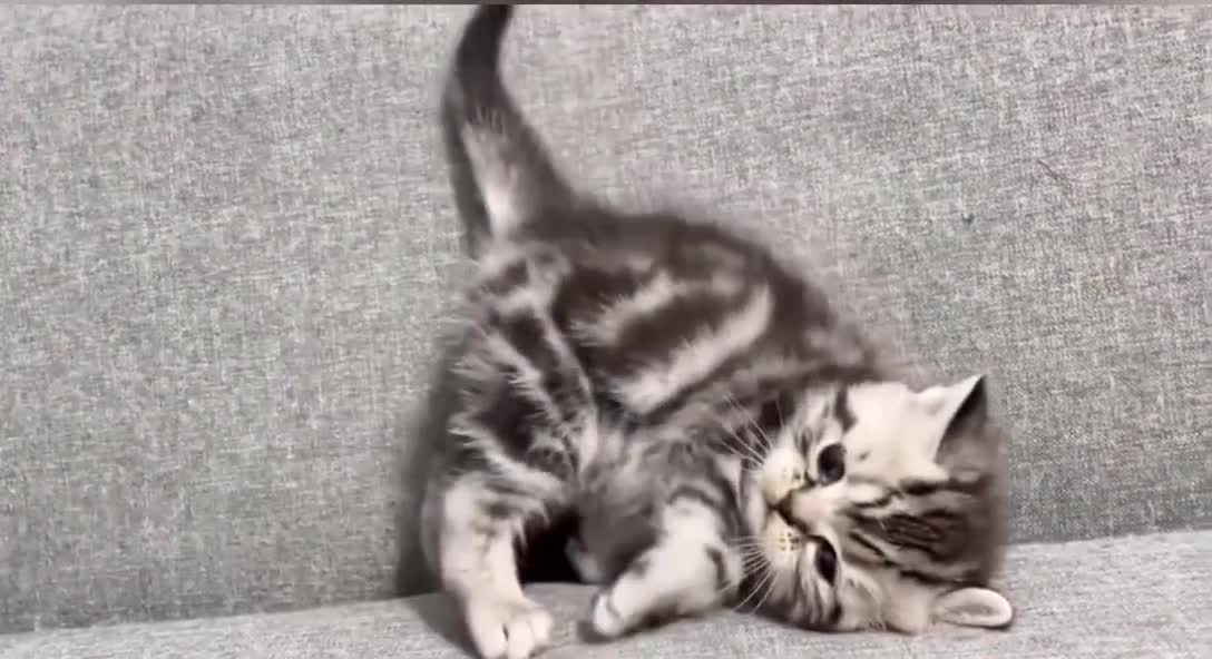 Funny little kitten video #viral