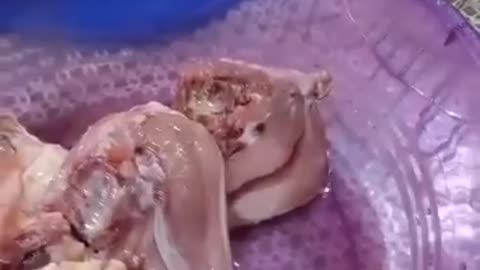 Bikin Ayam Panggang