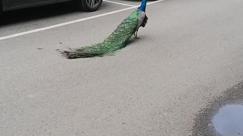 A peacock/ Un pavone