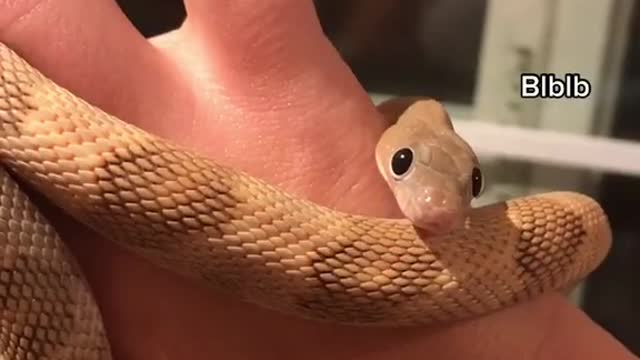 snake pet