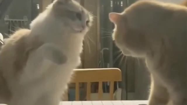 funny cat short videos |😂| part 203 |👍| Hello cats #shortvideo #shorts