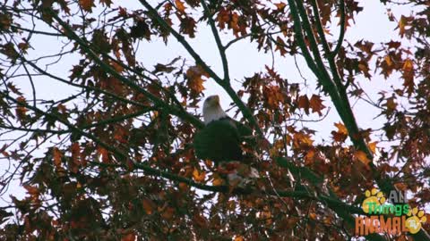 All About Bald Eagle