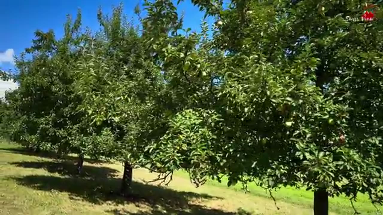 Switzerland Countryside Life🇨🇭Walking in A Fruits paradise📍Thurgau SWITZERLAND