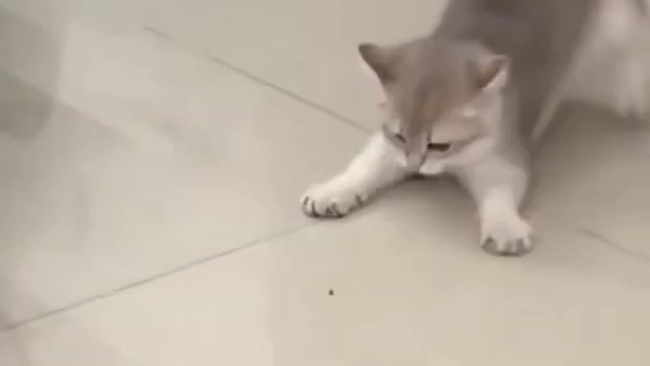 Funniest cat