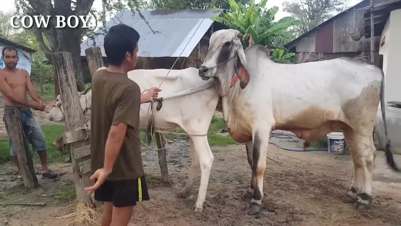 Farmers like to use traditional methods to breed cows, it is the easiest