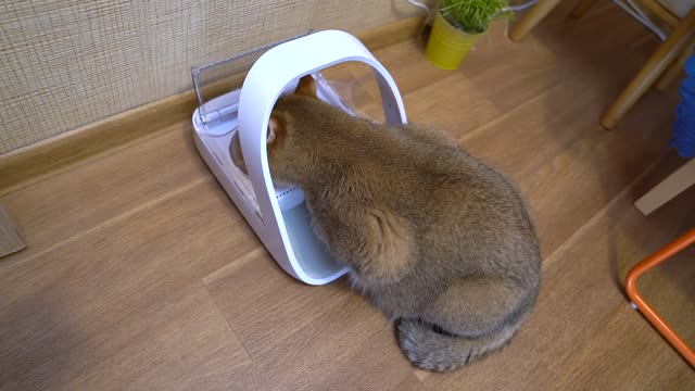 Keeping an eye on how much I eat is impawtant!