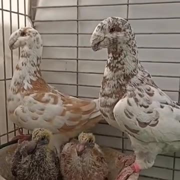 It's pigeons not hens