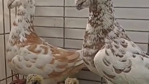 It's pigeons not hens