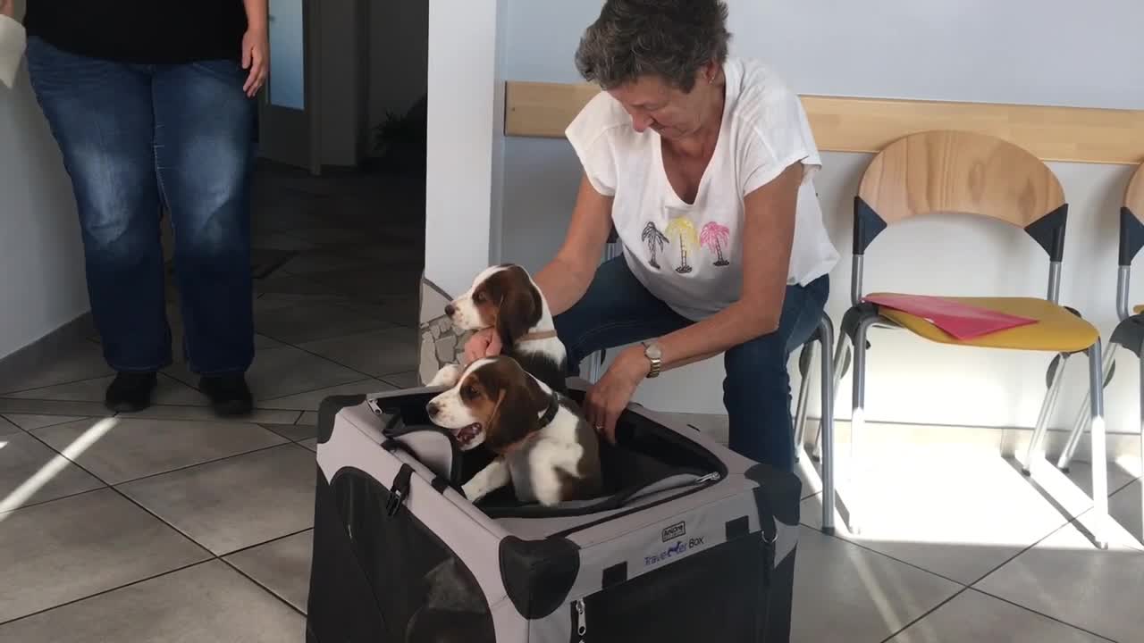 Deutsche Bracke Welpen beim Tierarzt zum Impfen