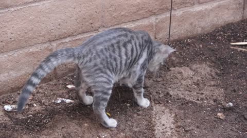 A cat going to the restroom.