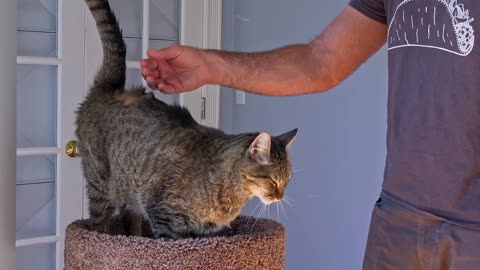 How To Pet A Cat (and not die)