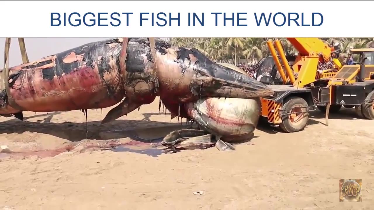 Biggest fish in the world found alive-Top the world