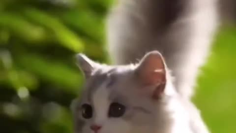 Looking so cute and beautiful cat