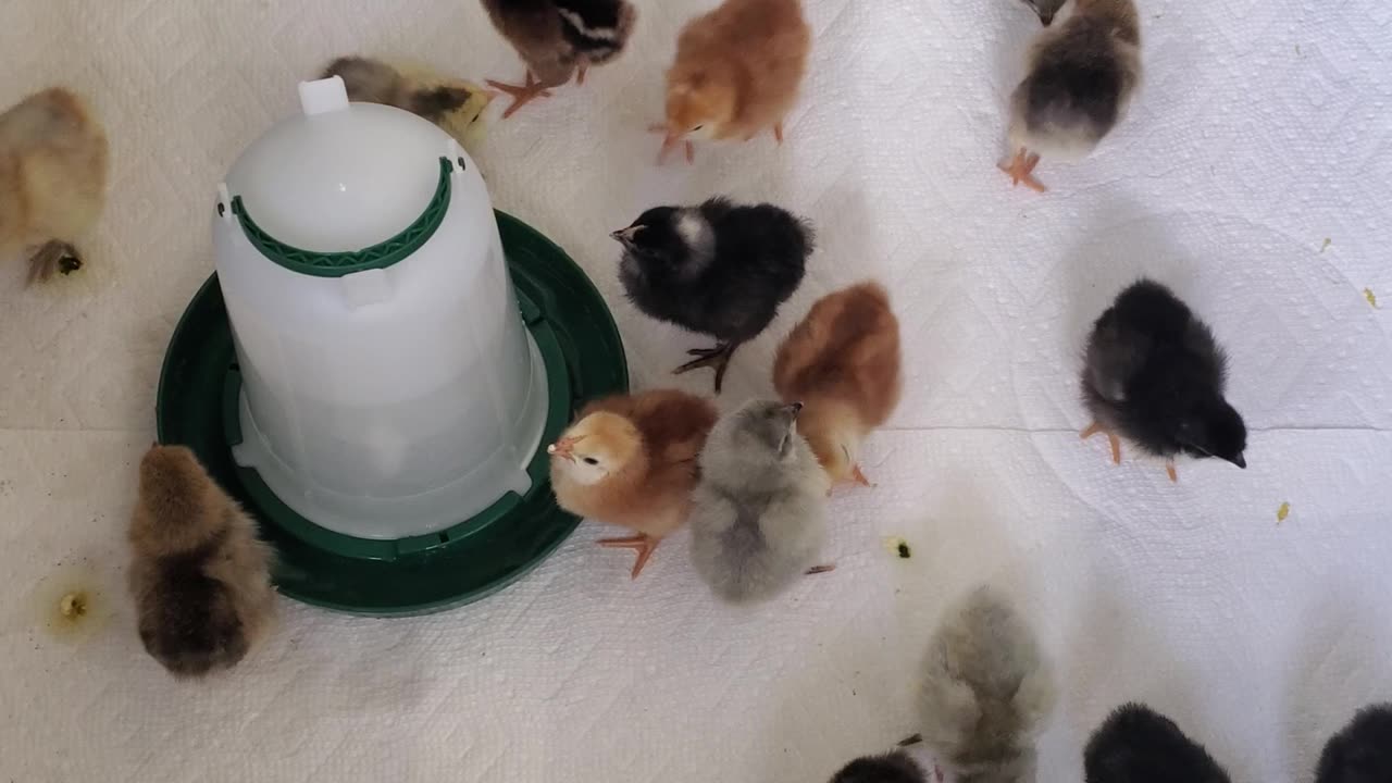 They're heeeeere!