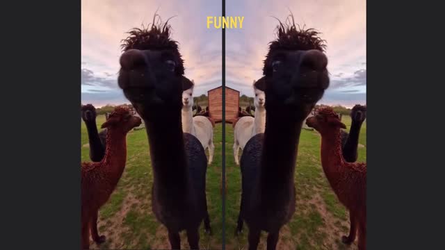 Funny Alpaca Shows