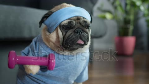 Funny cute pug dog do fitness, workout at home.