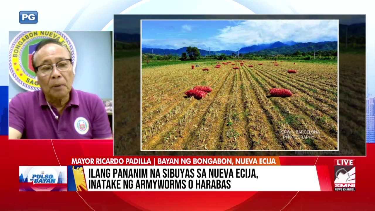 Ilang taniman ng sibuyas sa Nueva Ecija, inatake ng armyworms