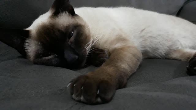 Funny cat 🐱 sleeping videos