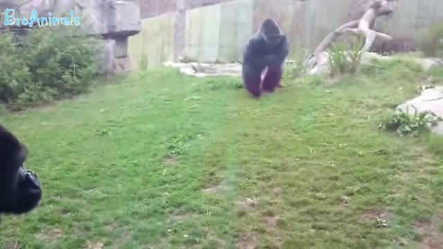 Hooligan monkeys