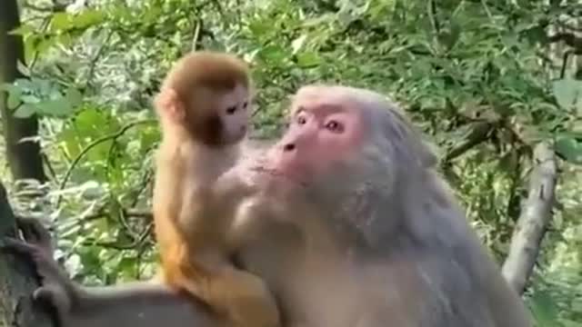 Language of a mother is universal