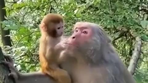 Language of a mother is universal