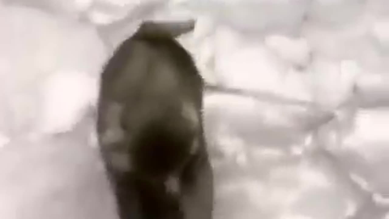 Monkey funny video