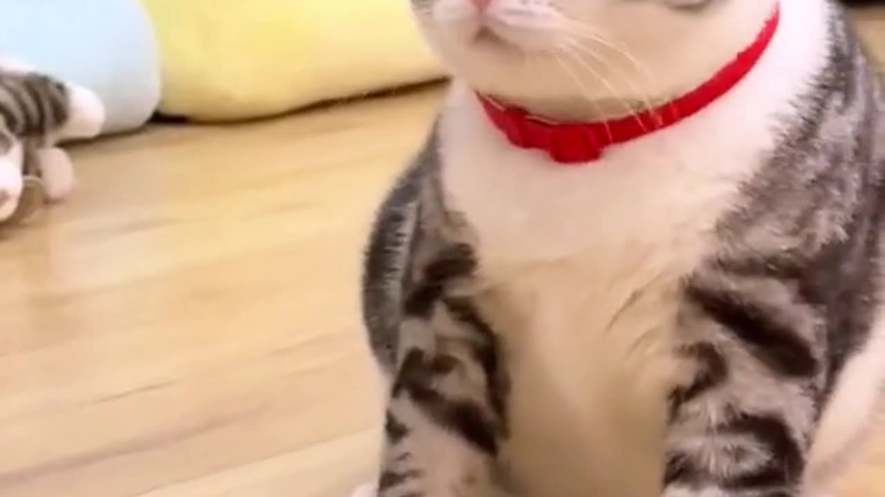 cat funny moments 10