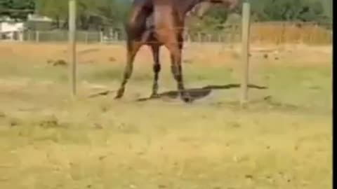 Animal's