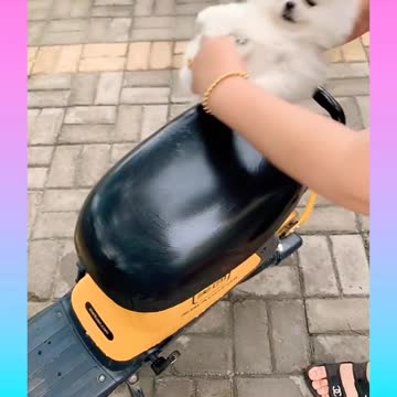 Cute and funny dog videos compilation_#short