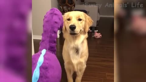 Funniest 🐶 Dogs and 😻 Cats - Awesome Funny Pet Animals Videos 😇