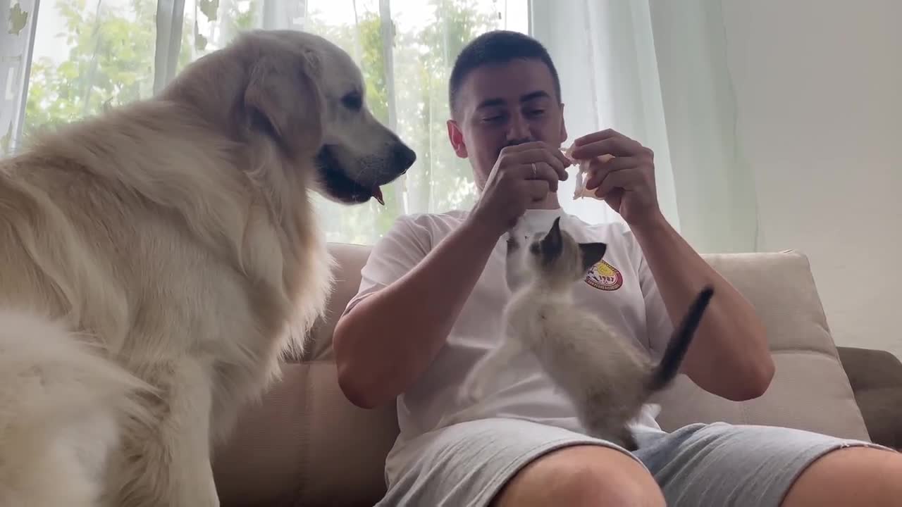 The first attempts to make friends a Dog and a Kitten