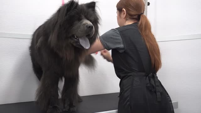 A dog REFUSED by most groomers