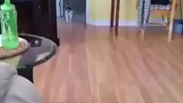 I trained my cat to fetch like a dog.