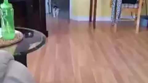 I trained my cat to fetch like a dog.