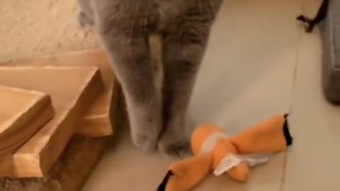 funny #cute #puppy #catlover #catsoftiktok #catstagram #pets #shorts