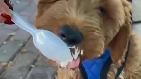 Greedy little dog