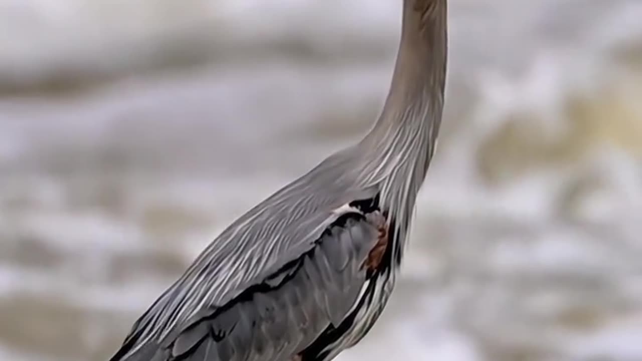 Heron swallows a gigantic fish like an oyster #wildlife #bird #shorts #canonr3 #fishing