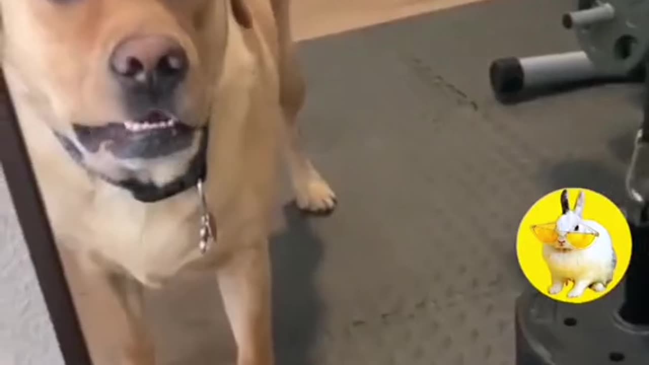 Cats entertainmen funny videos