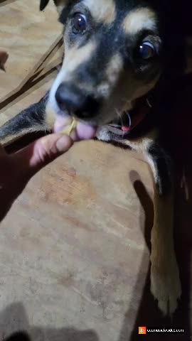 Feeding dogs peanut butter