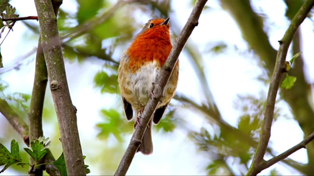 Most Beautiful Birds in the World | Breathtaking Beauty of Earth's Most Exquisite Birds | Relaxation