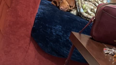All Snug And Ready To Nap