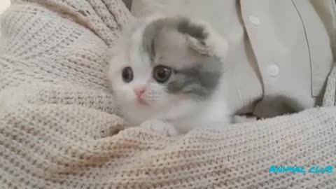 Cute kitten video