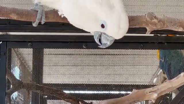 Scooter wants to tell yousomething