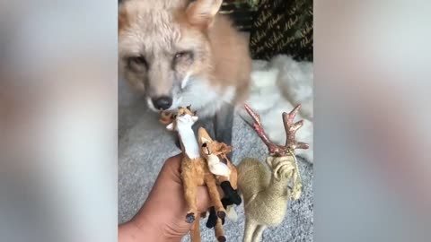 THE BEST CUTE AND FUNNY ANIMAL VIDEOS OF 2019!