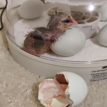 First chick of batch hatched
