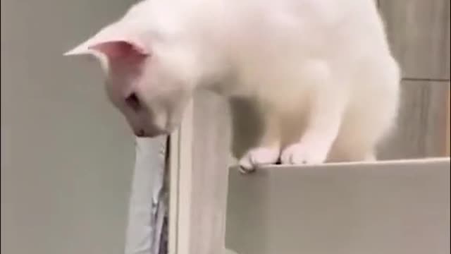 The cat dropped it food