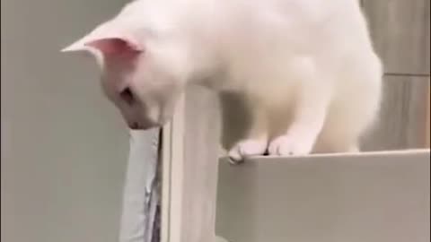 The cat dropped it food