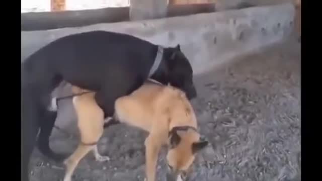 Dogs in Action | Breeding | Mating