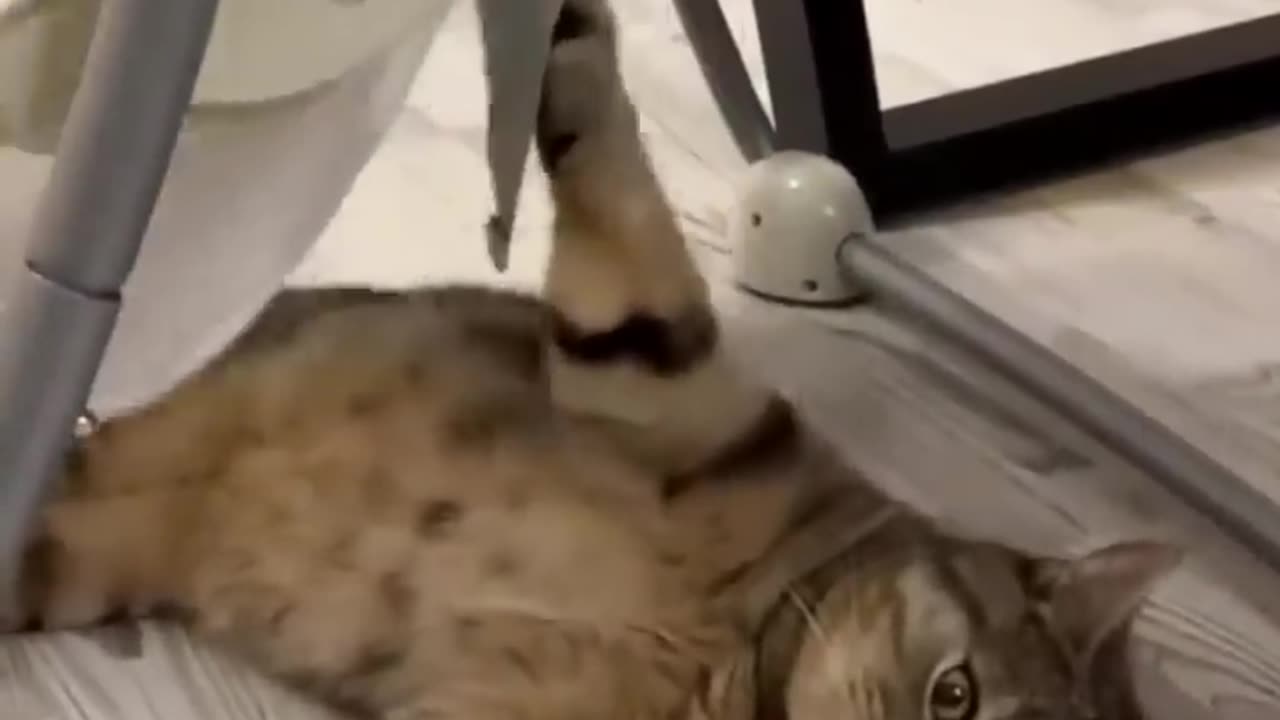 Alternative Uses Of Cats | Funny Animals & Cute Cats Compilation😂
